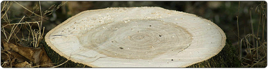 Image of a tree stump for the services banner